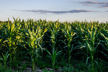 Growing corn for canning sugar corn. Corn stalks at sunset or dawn