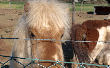 Wildlife, Farm, Germany - A lovely young pony lives in the pastures, behind a barbed wire fence.