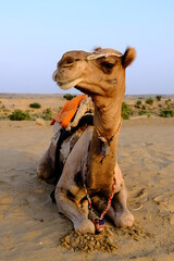 A frontal photo of a camel from a tour in India. 