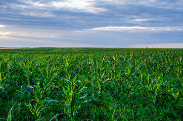 Growing corn in the field for the processing industry. Corn grains produce starch, alcohol, glucose, molasses, and high-quality oil used for food and technical purposes