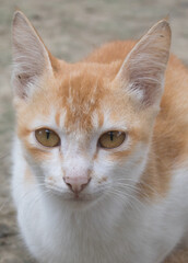 A beautiful cat is looking with calm eyes. It's A Bangladeshi pet cat.
