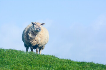 Sheep near the cliffs of moher.