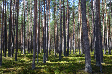 Pine forest at summer.