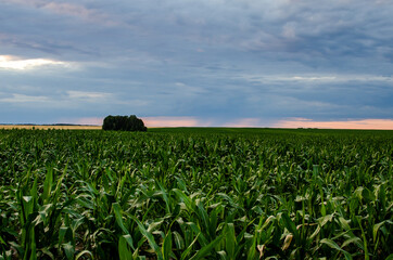 The cornfield stretches away to the horizon. In the distance it is raining over a field of corn