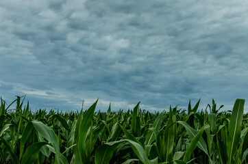 Storm clouds over corn fields