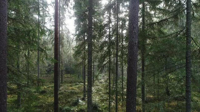 A slow drone flight in a summery pine grove in a wild boreal forest in Estonia, Northern Europe. 