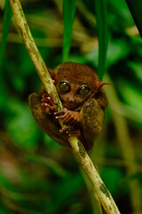 A rare filipino tarsier, a mix between a rat, a monkey, and a bat.
