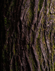 tree bark texture in the afternoon