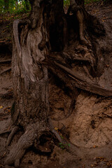 ree roots in the forest