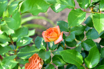 Pink red little rose on a pink green Bush
