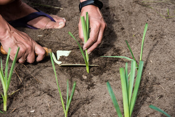 woman's hand planting leeks in the garden