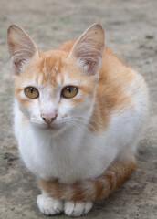 Young crazy surprised cat make big eyes closeup. Young cat looking surprised and scared. Emotional surprised wide big eye kitten at home.