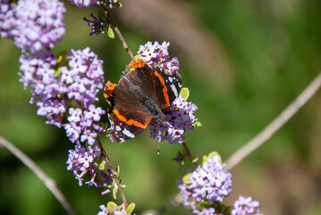 A Red Admiral Butterfly (Vanessa atalanta)