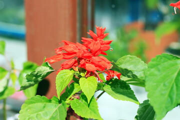 blooming red Salvia flower in a wooden box in front of the window