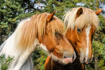 Obraz premium two Icelanders in the forest 