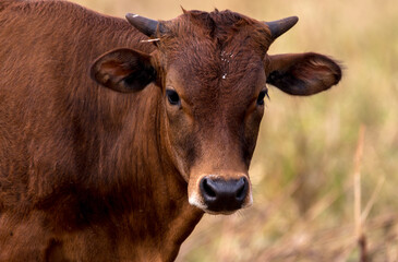 portrait of a brown cow