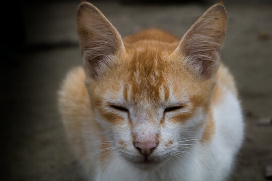Picture of the face of a beautiful calm sleeping cat. This is a beautiful orange Bangladeshi pet cat.