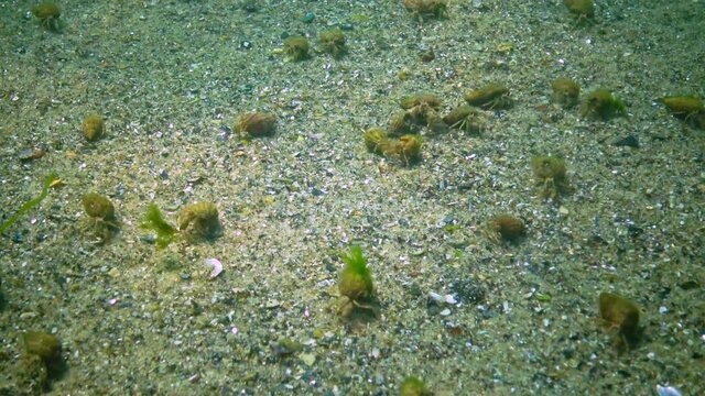 A large number of crayfish Small hermit crab (Diogenes pugilator) on the sandy bottom. Black Sea