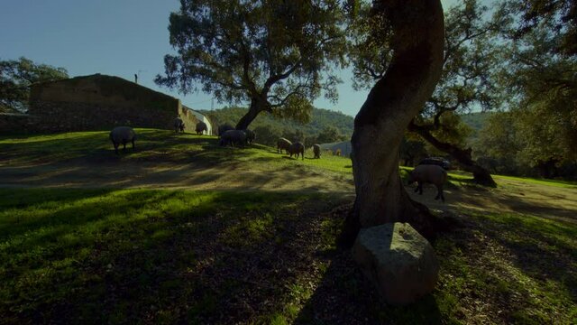 pigs grazing under a tree in the green meadow of the green Sierra de Aracena with its cork oaks from which acorns fall which the pigs eat