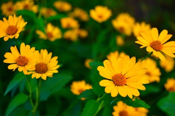 Yellow flower of heliopsis chamomile garden perennial