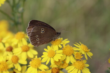 Butterfly sat on a flower