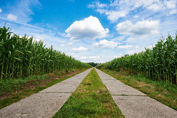Path between corn fields (Zea mays) from a flat perspective in the outskirts of Berlin, Germany, under a blue sky with white clouds.