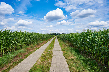 Path between corn fields (Zea mays) from a high perspective in the outskirts of Berlin, Germany, under a blue sky with white clouds.