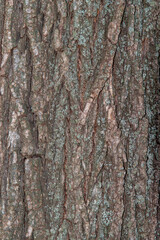Ukrainian trees texture and background.