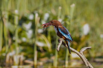 A White Throated Kingfisher Feeding on a Tadpole