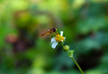 bee on yellow flower