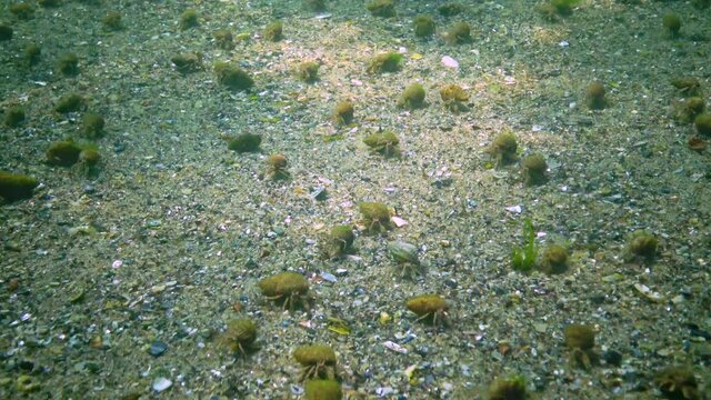 A large number of crayfish Small hermit crab (Diogenes pugilator) on the sandy bottom. Black Sea