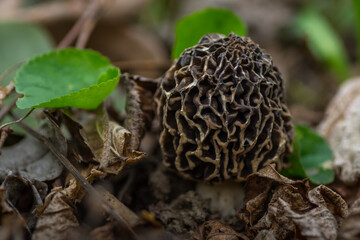 morel mushroom with leaves in the forest floor