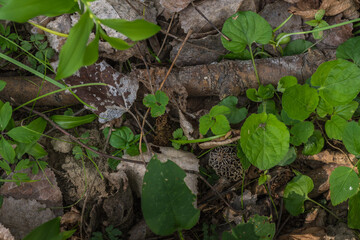morel mushroom in the forest floor