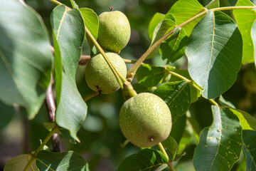 Ukraine, Krivoy Rog, green walnut on the tree.