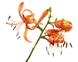 blooming orange tiger lily on white background