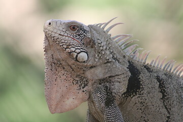 iguana 