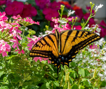 Big Yellow Swallowtail Butterfly on Liittle Pink Flowers