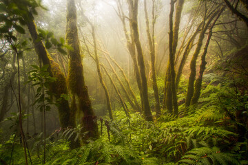Paisaje de Naturaleza con la luz del sol entre los árboles. 6 . Reserva del Pijaral. Parque Rural de Anaga. Tenerife. Islas Canarias