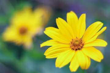Yellow daisies close-up, blurred background. Vegetable flowers