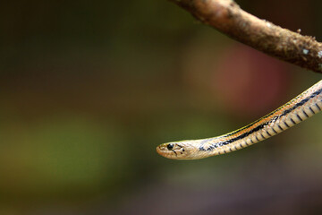 The checkered keelback (Fowlea piscator), also known commonly as the Asiatic water snake