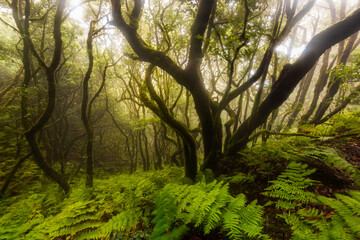 Paisaje de Naturaleza con la luz del sol entre los árboles. 9 . Reserva del Pijaral. Parque Rural de Anaga. Tenerife. Islas Canarias