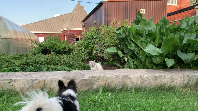 A doggie like Jack Russell plays with a beautiful blue cat with blue eyes.
