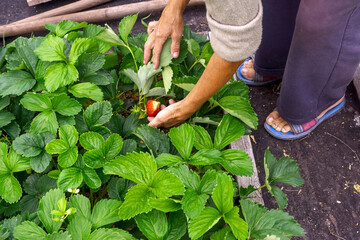Fototapeta premium A farmer is checking strawberry bushes for ripe strawberry