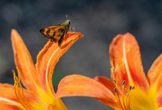 Little Butterfly On Orange and Yellow Lilies
