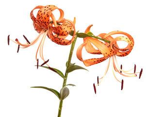 blooming orange tiger lily on white background