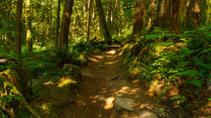 Obraz premium Boulder-strewn shared hiking/biking trail in BC -summer