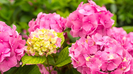 Flowers blossom on sunny day. Flowering hortensia plant. Pink Hydrangea macrophylla blooming in spring and summer in a garden. Web banner, nature background