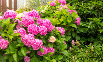 Flowers blossom on sunny day. Flowering hortensia plant. Pink Hydrangea macrophylla blooming in spring and summer in a garden. Web banner, nature background