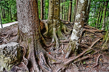 Roots  of big trees in a summer forest.