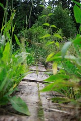stream in the forest